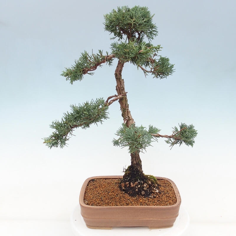 Bonsaï d'extérieur - Juniperus chinensis Kishu