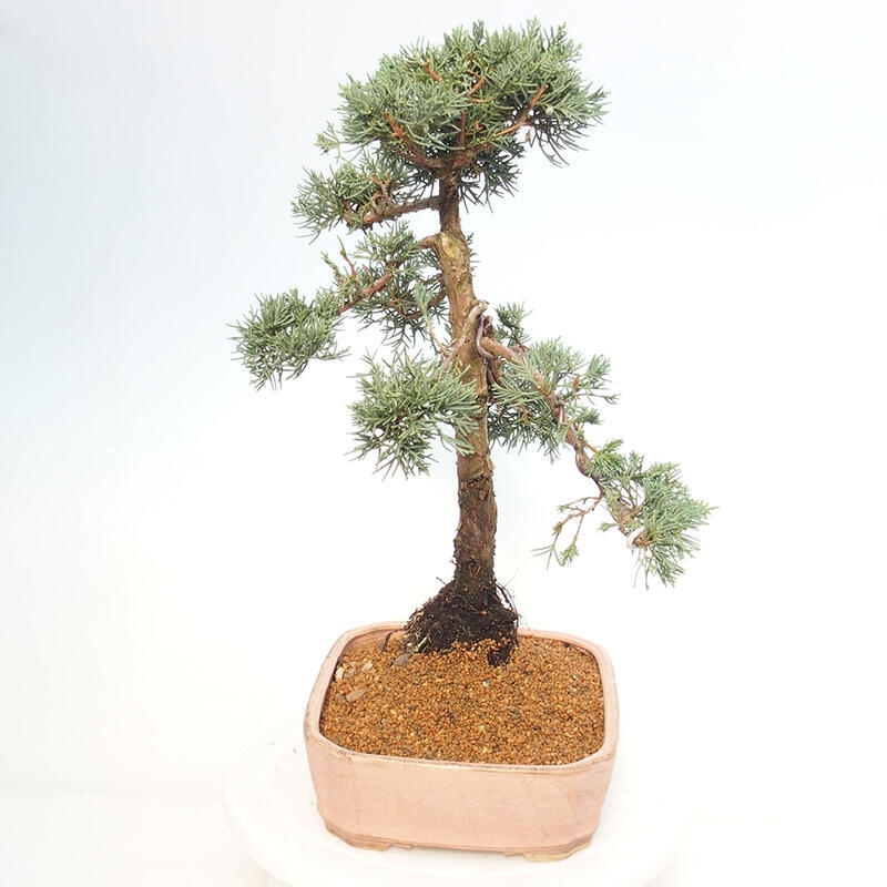 Bonsaï d'extérieur - Juniperus chinensis Kishu