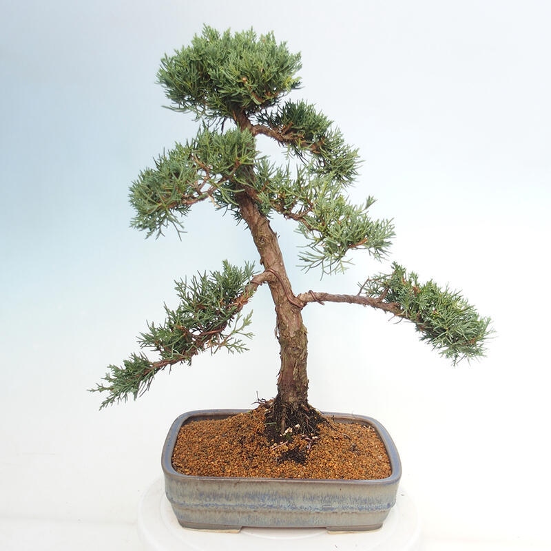 Bonsaï d'extérieur - Juniperus chinensis Kishu