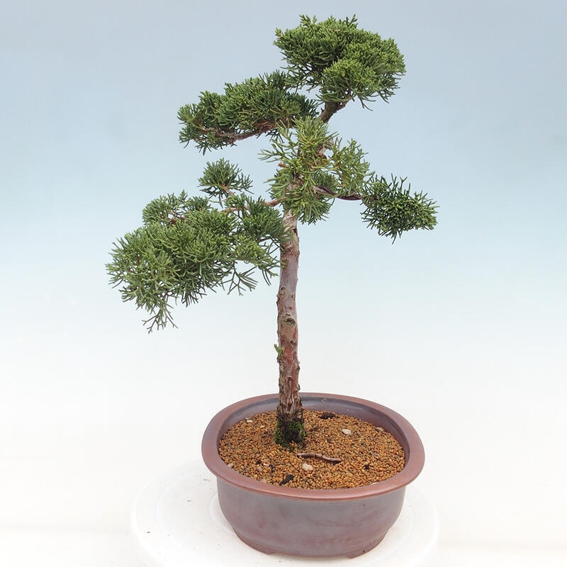 Bonsaï d'extérieur - Juniperus chinensis Kishu