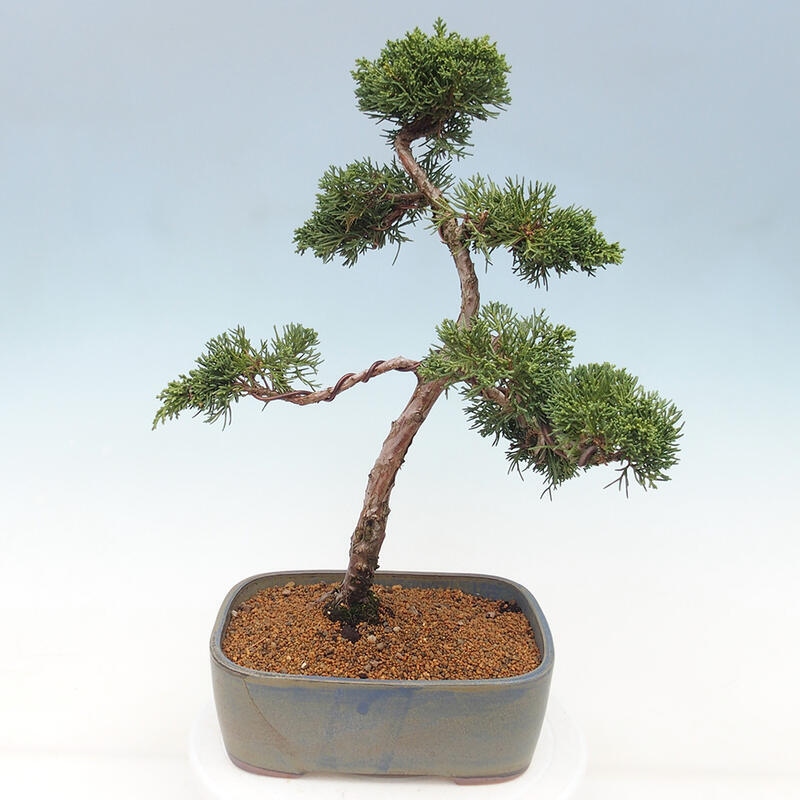 Bonsaï d'extérieur - Juniperus chinensis Kishu