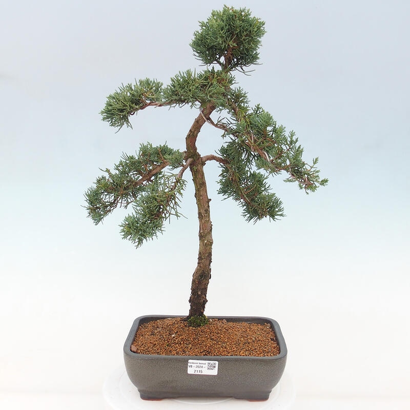 Bonsaï d'extérieur - Juniperus chinensis Kishu