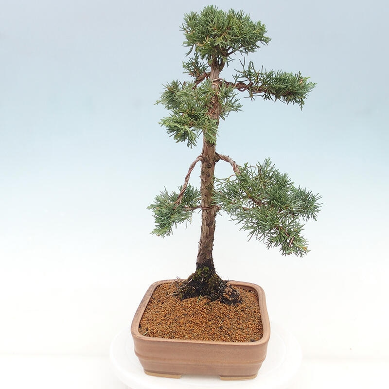 Bonsaï d'extérieur - Juniperus chinensis Kishu