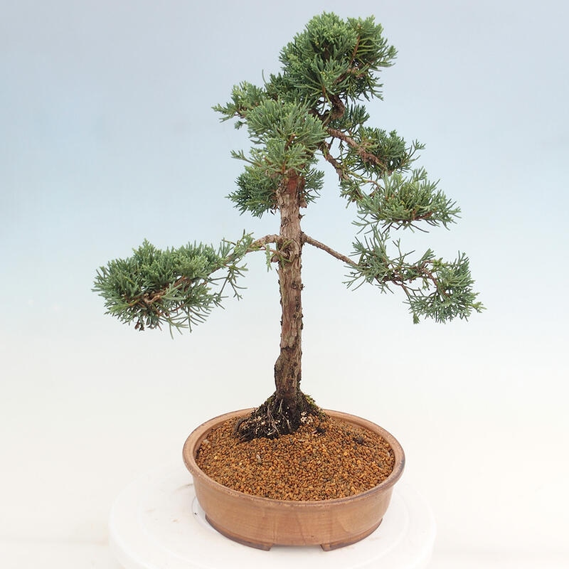 Bonsaï d'extérieur - Juniperus chinensis Kishu