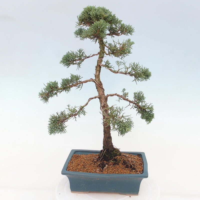 Bonsaï d'extérieur - Juniperus chinensis Kishu