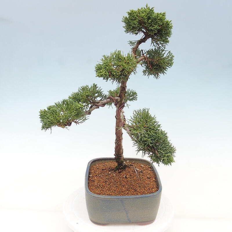 Bonsaï d'extérieur - Juniperus chinensis Kishu
