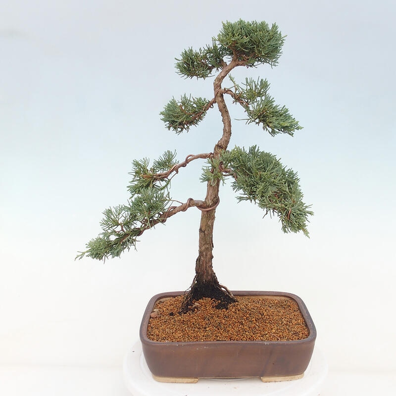 Bonsaï d'extérieur - Juniperus chinensis Kishu