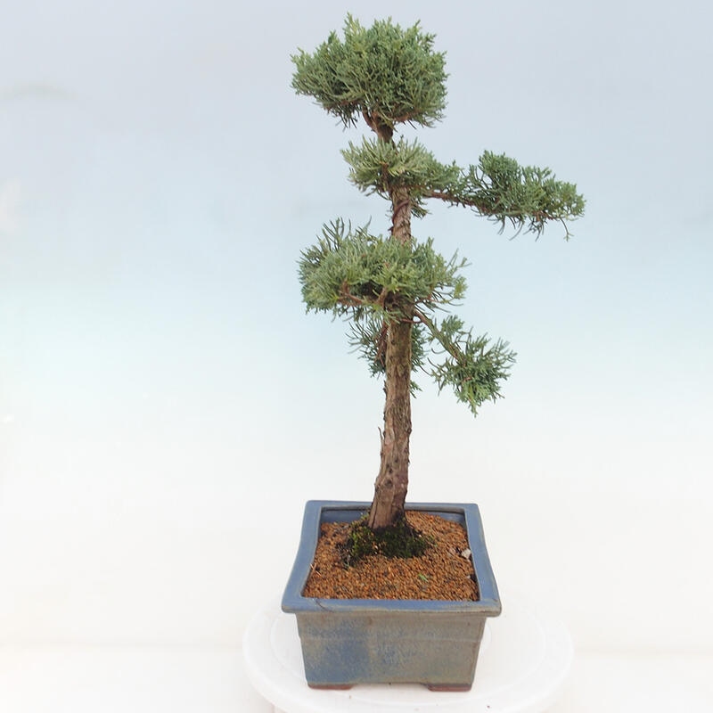 Bonsaï d'extérieur - Juniperus chinensis Kishu