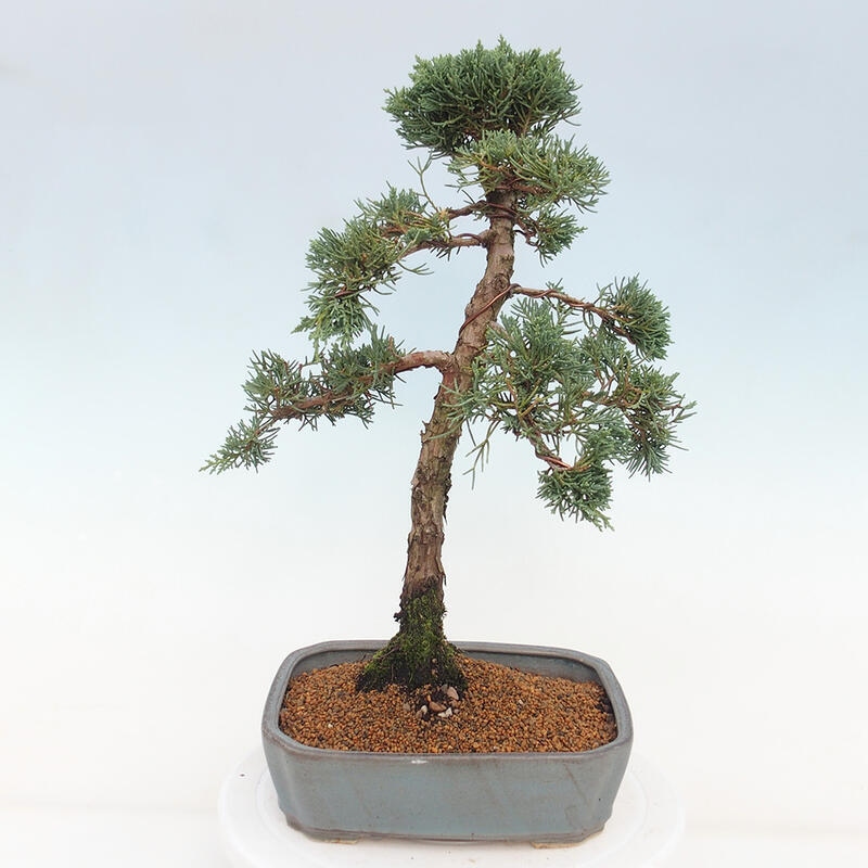 Bonsaï d'extérieur - Juniperus chinensis Kishu