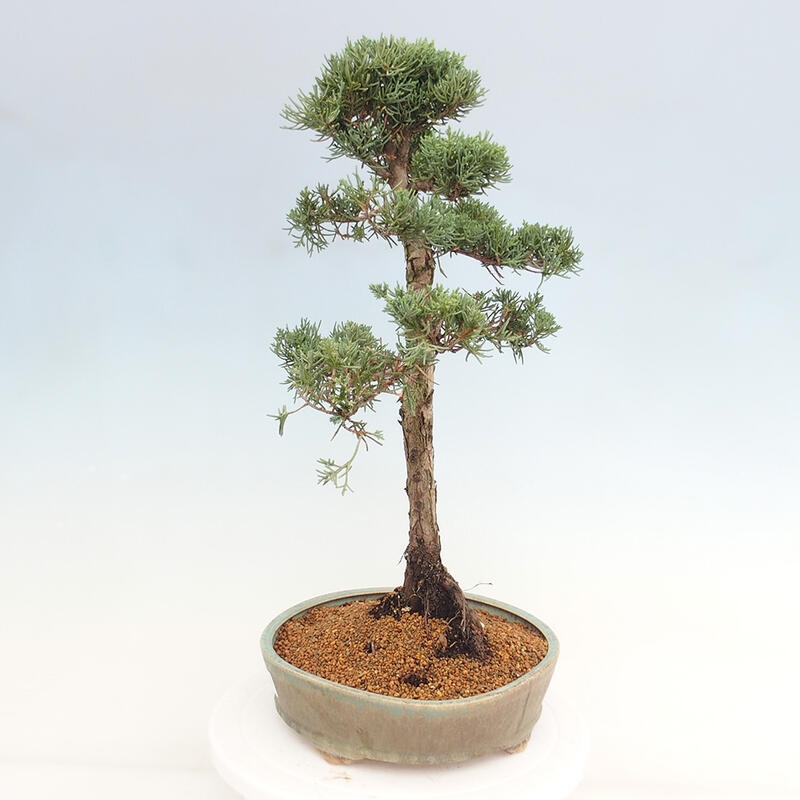 Bonsaï d'extérieur - Juniperus chinensis Kishu