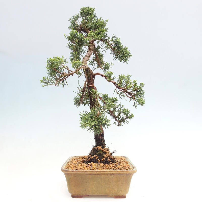 Bonsaï d'extérieur - Juniperus chinensis Kishu