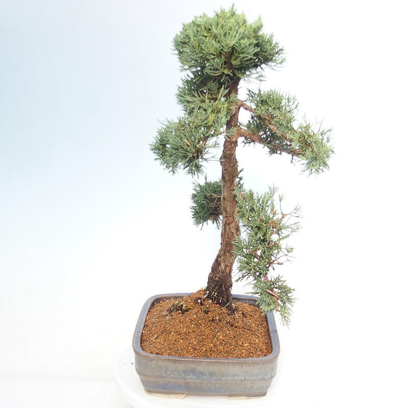 Bonsaï d'extérieur - Juniperus chinensis Kishu