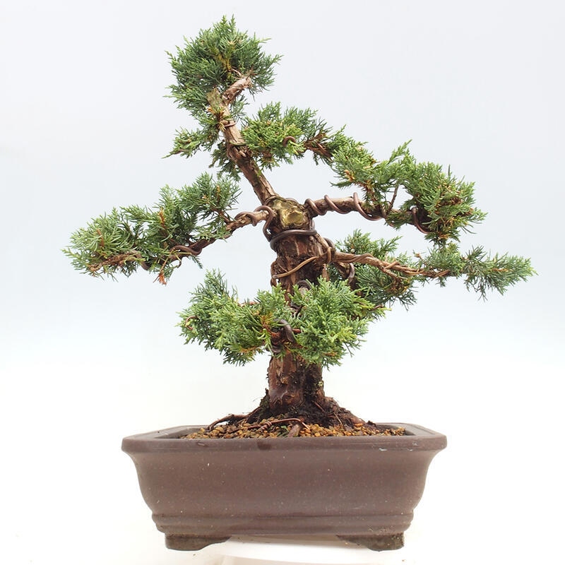 Bonsaï d'extérieur - Juniperus chinensis Kishu