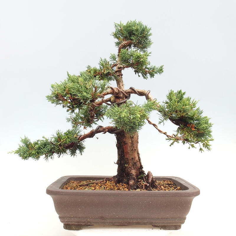Bonsaï d'extérieur - Juniperus chinensis Kishu