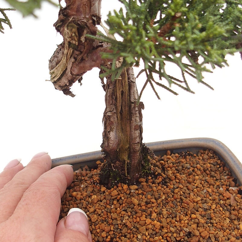 Bonsaï d'extérieur - Juniperus chinensis Kishu