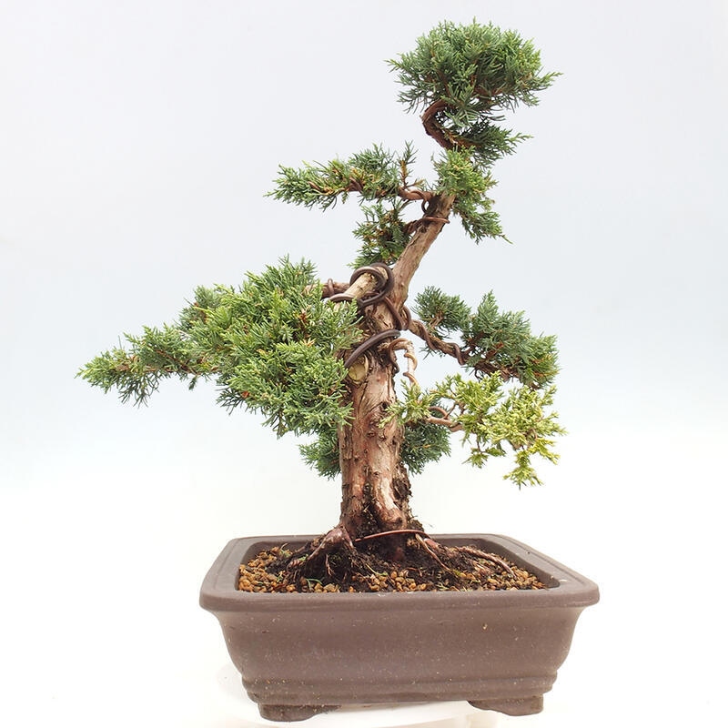 Bonsaï d'extérieur - Juniperus chinensis Kishu