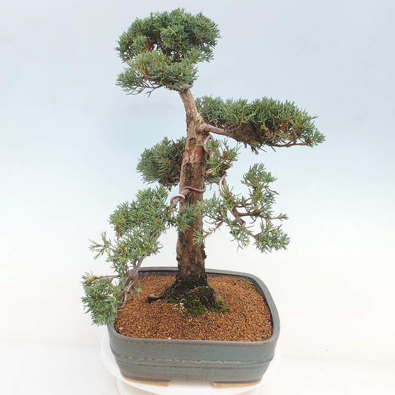 Bonsaï d'extérieur - Juniperus chinensis Kishu