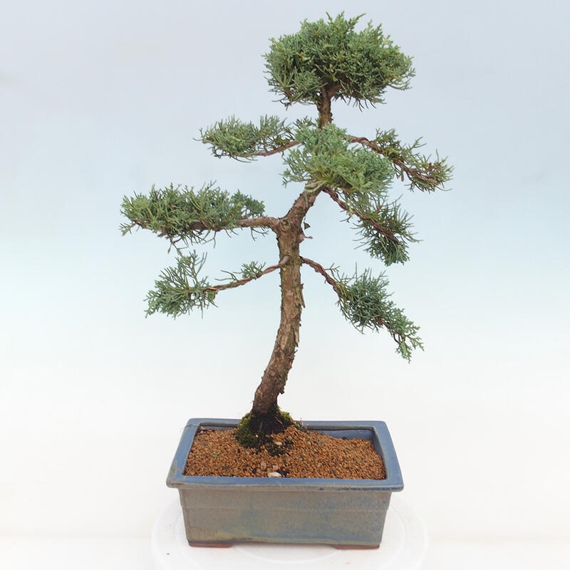 Bonsaï d'extérieur - Juniperus chinensis Kishu