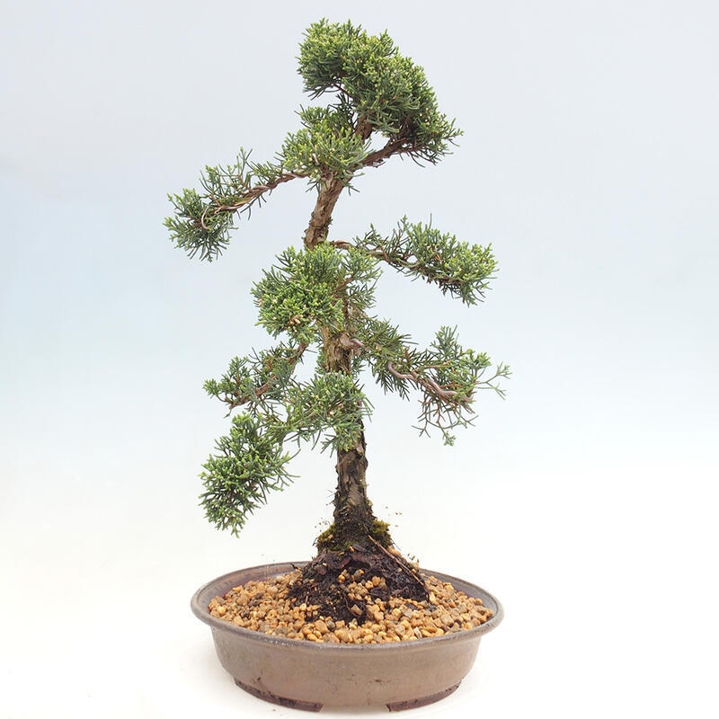 Bonsaï d'extérieur - Juniperus chinensis Kishu