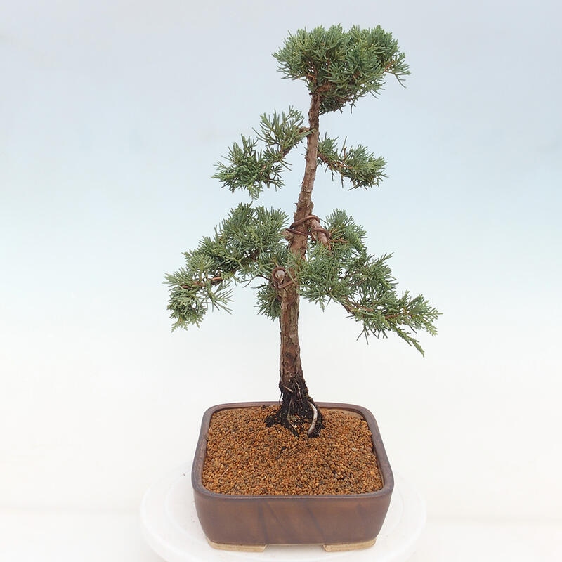 Bonsaï d'extérieur - Juniperus chinensis Kishu