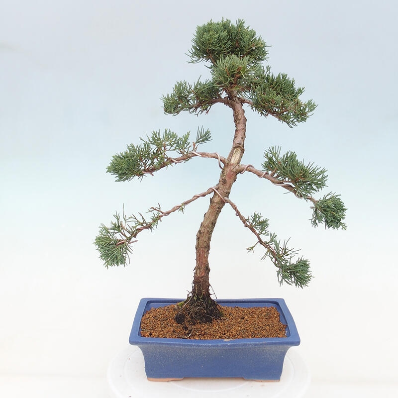 Bonsaï d'extérieur - Juniperus chinensis Kishu