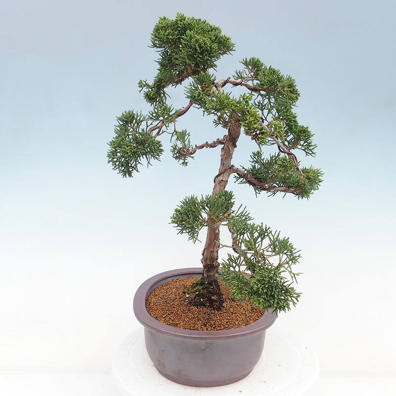 Bonsaï d'extérieur - Juniperus chinensis Kishu