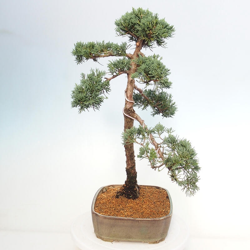 Bonsaï d'extérieur - Juniperus chinensis Kishu