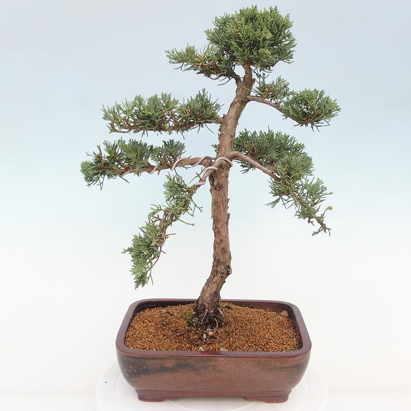 Bonsaï d'extérieur - Juniperus chinensis Kishu