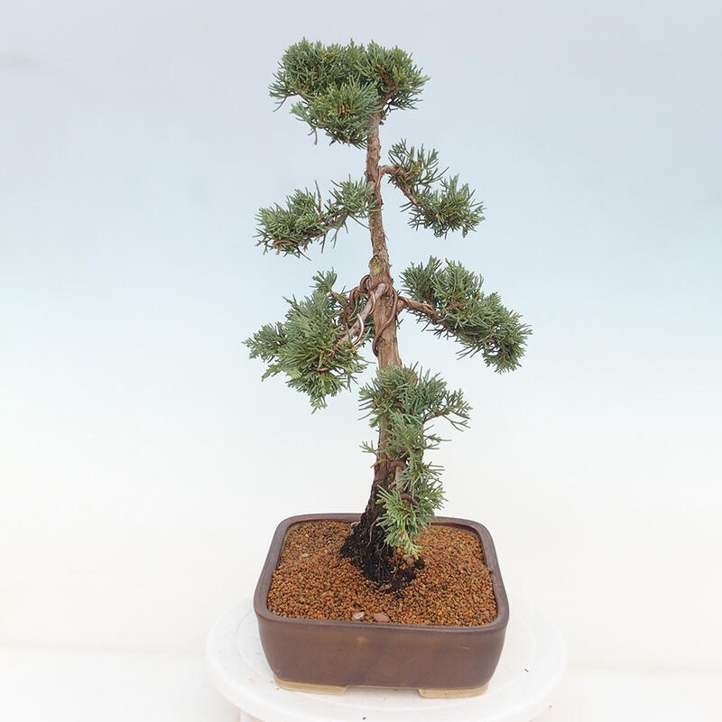 Bonsaï d'extérieur - Juniperus chinensis Kishu