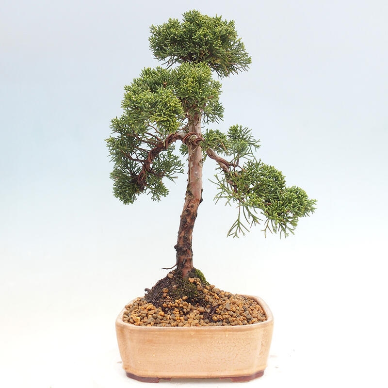 Bonsaï d'extérieur - Juniperus chinensis Kishu