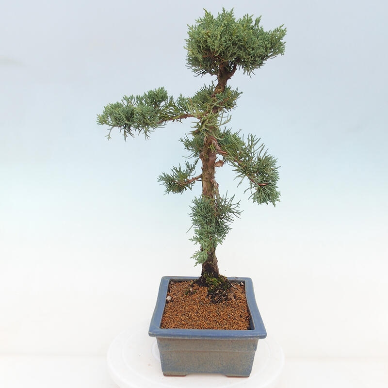 Bonsaï d'extérieur - Juniperus chinensis Kishu