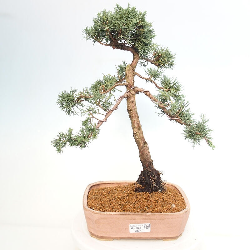 Bonsaï d'extérieur - Juniperus chinensis Kishu