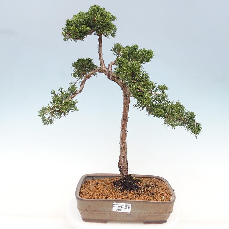 Bonsaï d'extérieur - Juniperus chinensis Kishu