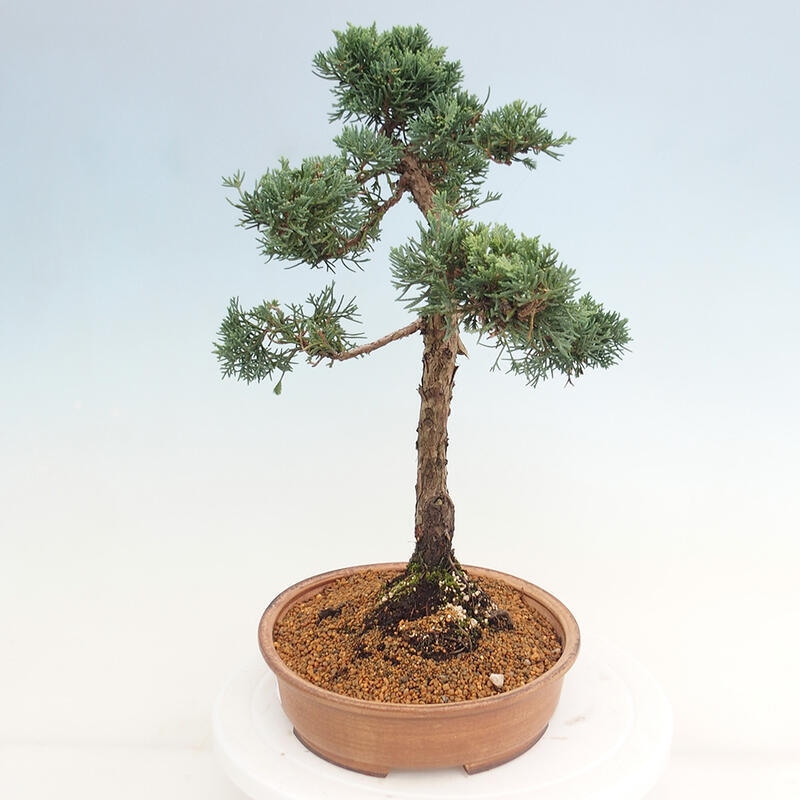 Bonsaï d'extérieur - Juniperus chinensis Kishu