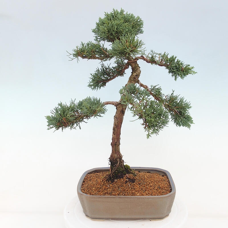 Bonsaï d'extérieur - Juniperus chinensis Kishu