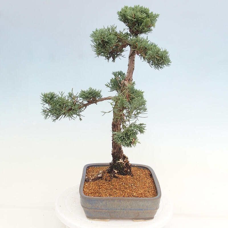 Bonsaï d'extérieur - Juniperus chinensis Kishu