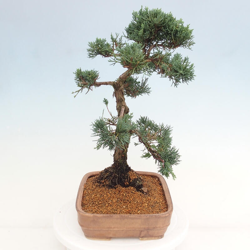 Bonsaï d'extérieur - Juniperus chinensis Kishu