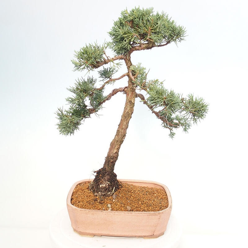 Bonsaï d'extérieur - Juniperus chinensis Kishu