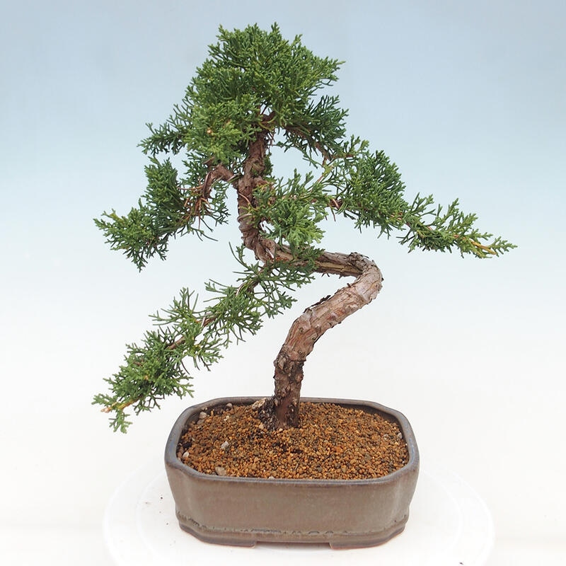 Bonsaï d'extérieur - Juniperus chinensis Kishu