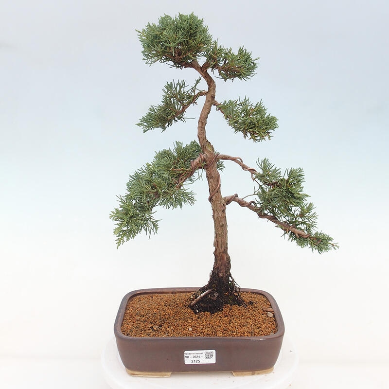 Bonsaï d'extérieur - Juniperus chinensis Kishu