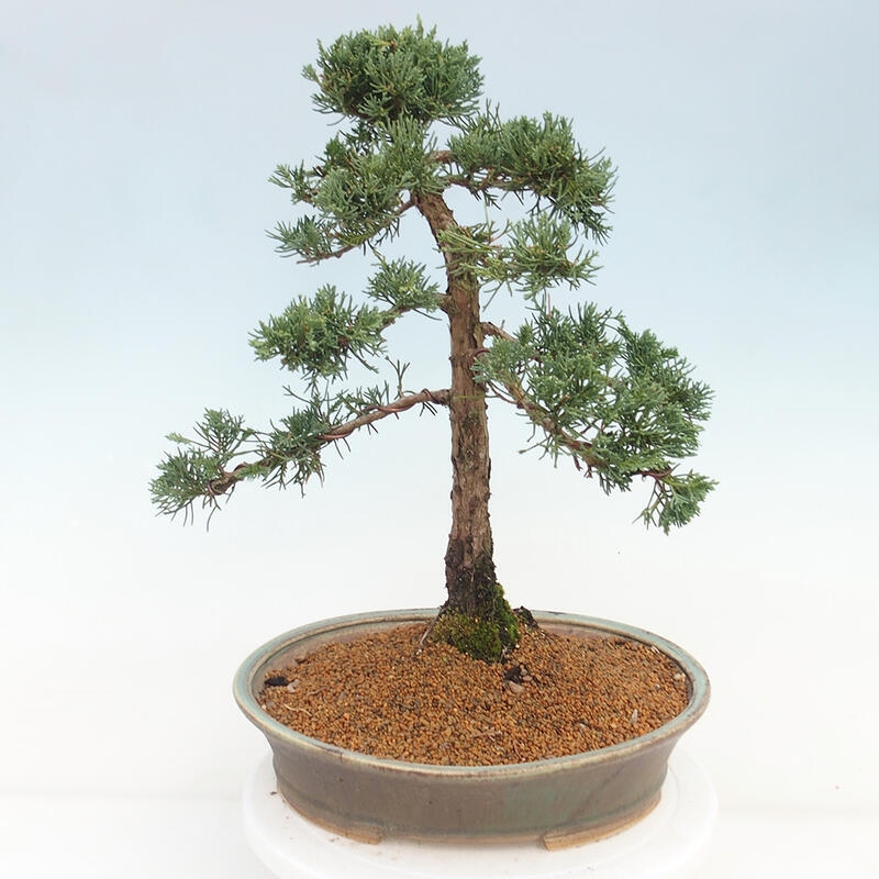 Bonsaï d'extérieur - Juniperus chinensis Kishu