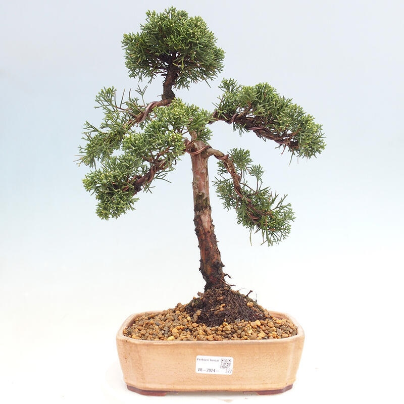 Bonsaï d'extérieur - Juniperus chinensis Kishu