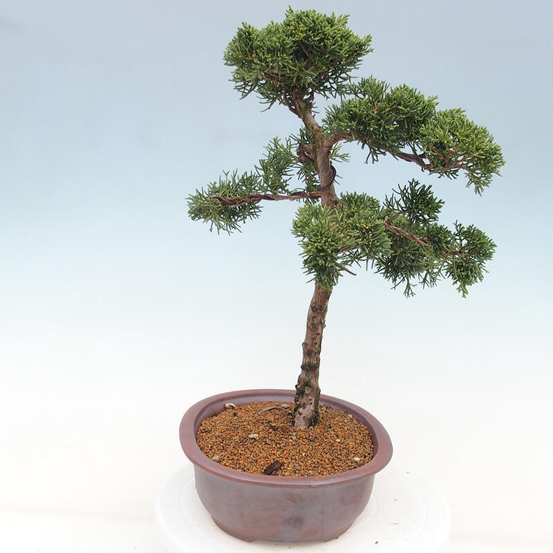 Bonsaï d'extérieur - Juniperus chinensis Kishu