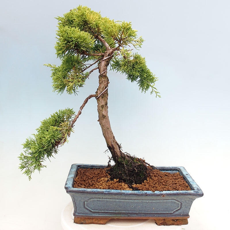 Bonsaï d'extérieur - Juniperus chinensis plumosa aurea