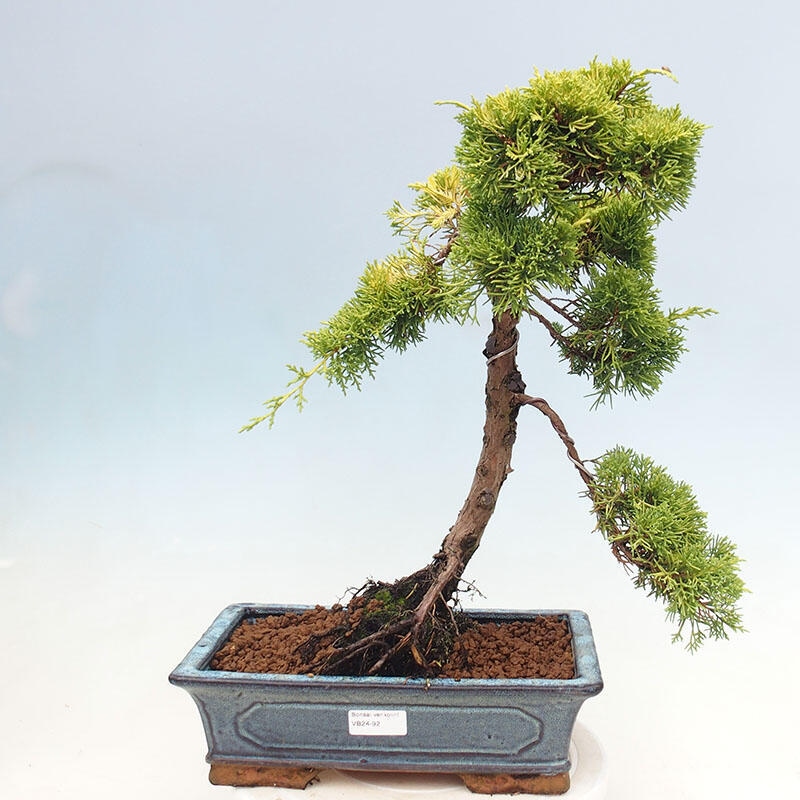 Bonsaï d'extérieur - Juniperus chinensis plumosa aurea