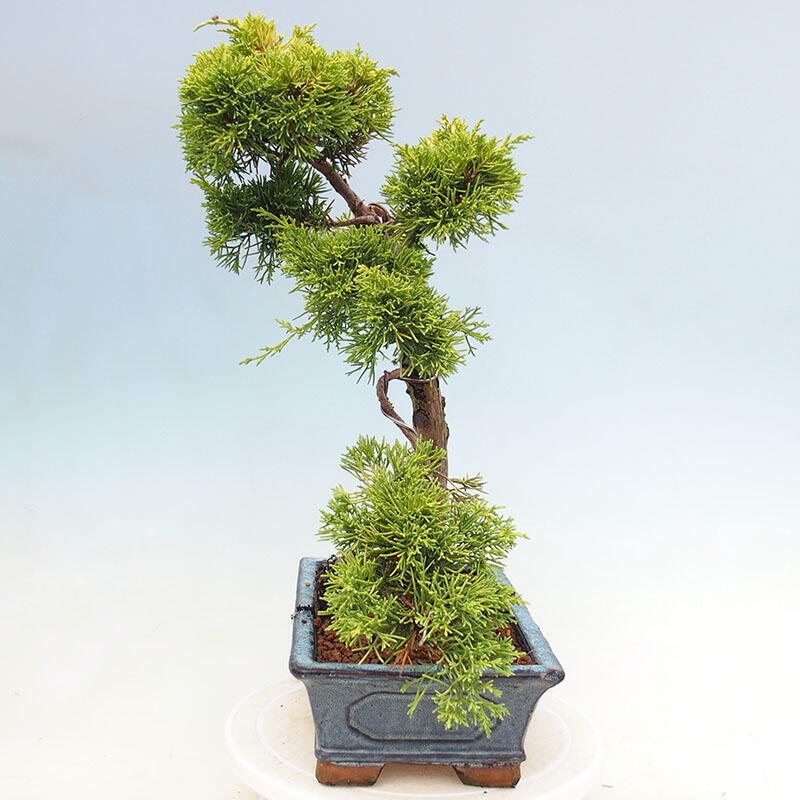 Bonsaï d'extérieur - Juniperus chinensis plumosa aurea