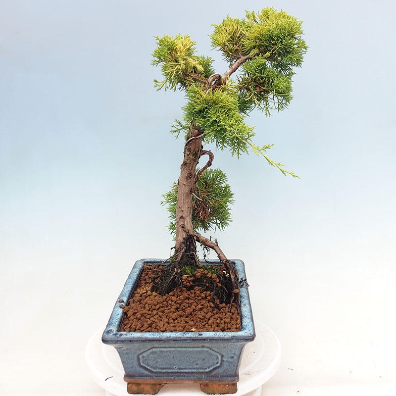 Bonsaï d'extérieur - Juniperus chinensis plumosa aurea