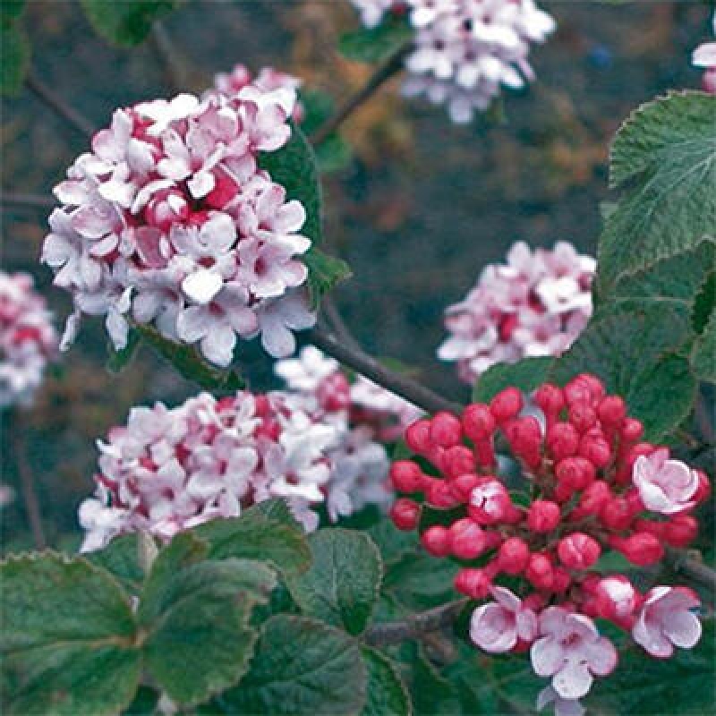 Bonsaï d'extérieur-Kalina Bodnanská - Viburum carlesii hemsi