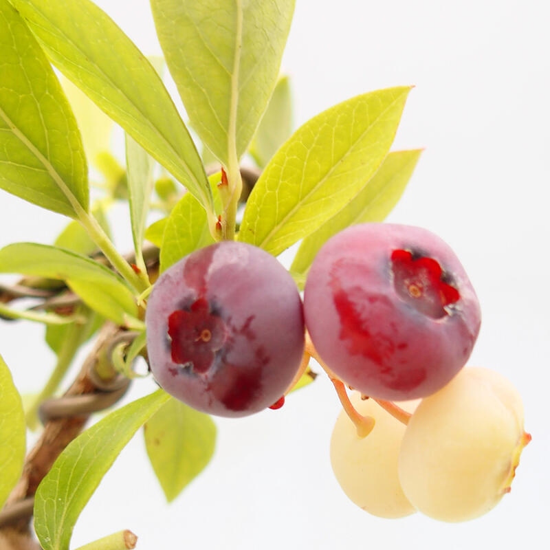Bonsaï d'extérieur - Myrtille du Canada - Vaccinium corymbosum