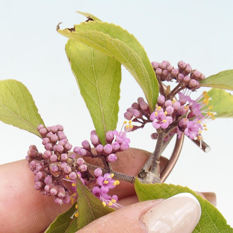 Bonsaï d'extérieur - Callicarpa bodinierova profusion